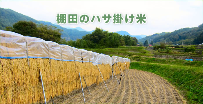 無農薬・無化学肥料のハサ掛け棚田米（コシヒカリ）｜アンセンス